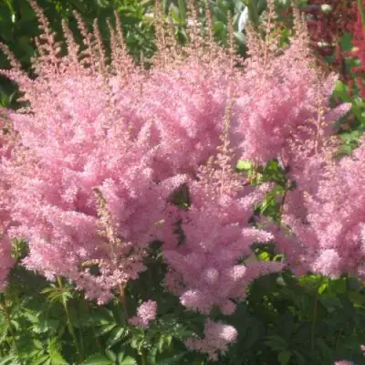 Астильба ЭДЕНС ОДИССЕЙ Арендса в Жодино