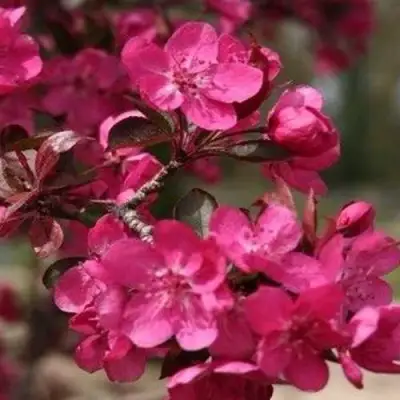 Яблоня РЕД КЕТТИ в Жодино