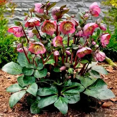 Морозник ВОСТОЧНЫЙ в Жодино