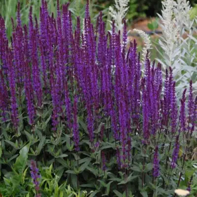 Шалфей КАРАДОНА в Жодино