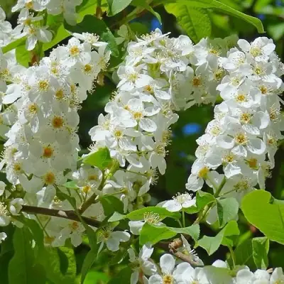 Черемуха ЧАЙКА в Жодино