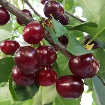 Дюк СЛАВЯНКА в Жодино