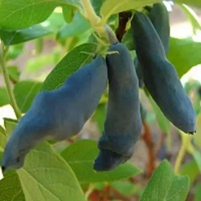 Жимолость съедобная НИМФА (ГАММА) в Жодино