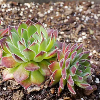 Молодило РУССКОЕ в Жодино