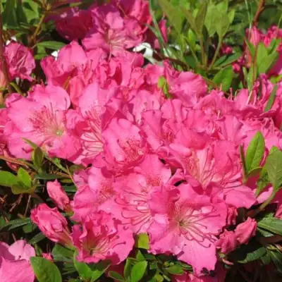 Азалия КИРСТИН японская в Жодино