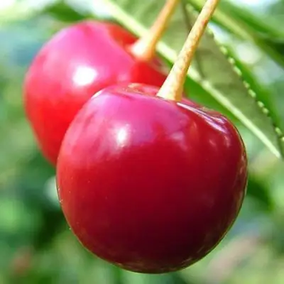 Вишня ЗАРАНКА в Жодино