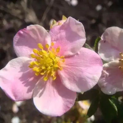 Лапчатка ПИНК КВИН кустарниковая в Жодино