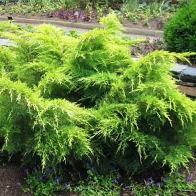 Можжевельник ГОЛД КОСТ средний в Жодино