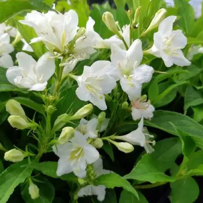 Вейгела БРИСТОЛЬСКАЯ СНЕЖИНКА в Жодино