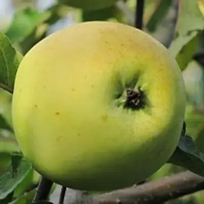 Яблоня РОССИЯНКА в Жодино