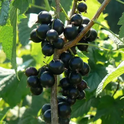 Смородина черная ВОЛОГДА в Жодино