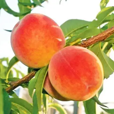 Персик ОНТАРИО в Жодино