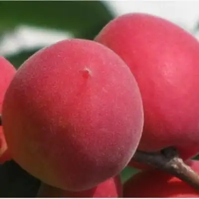 Абрикос РУБИН в Жодино