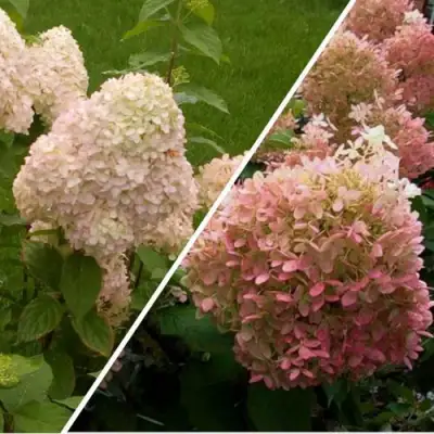 Комплект НЕЖНЫЕ ЧУВСТВА в Жодино