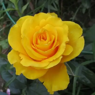 Роза КЕРИО чайно-гибридная в Жодино