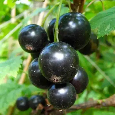 Смородина чёрная ЛЕНТЯЙ в Жодино