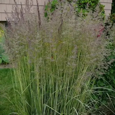 Вейник АВАЛАНШ остроцветковый в Жодино