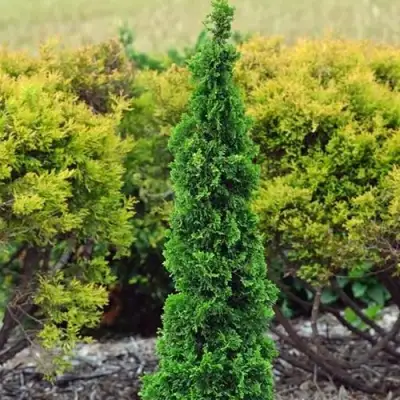 Туя СПИРАЛИС МИНИ западная в Жодино