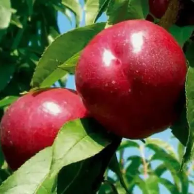 Нектарин МЕДВЕДЕВСКИЙ в Жодино