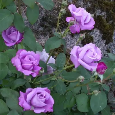 Роза СИЛЬВЕР СТАР чайно-гибридная в Жодино