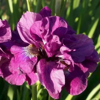 Ирис БАНДЛ ОВ ДЖОЙ сибирский в Жодино