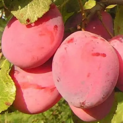 Слива ФАВОРИТЕ ДЕ СУЛТАНО в Жодино