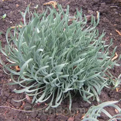 Лук СПИРАЛИС горный в Жодино