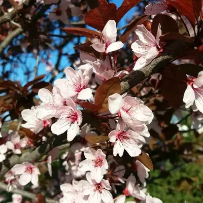 Слива ВУДИ растопыренная в Жодино