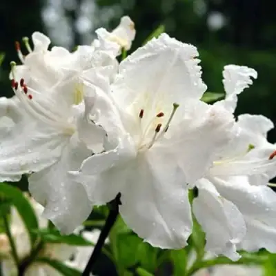 Азалия ОКСИДОЛ листопадная в Жодино