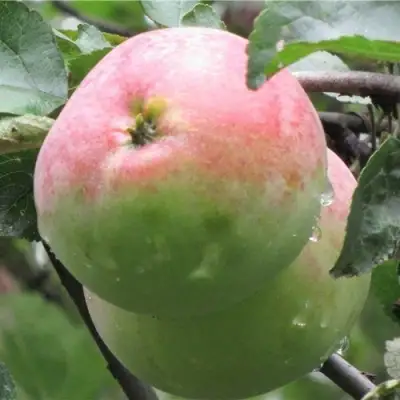 Яблоня МОСКОВСКОЕ ЗИМНЕЕ в Жодино