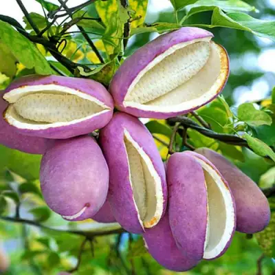 Акебия ПЯТЁРНАЯ  в Жодино