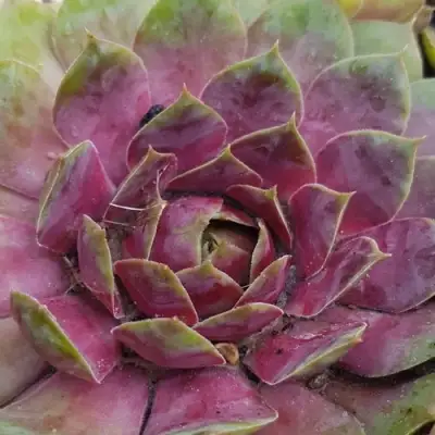 Молодило УФО в Жодино