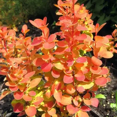 Барбарис ОРАНЖ ФАЙЕР тунберга в Жодино