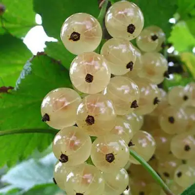 Смородина белая ЮТЕРБОРГСКАЯ в Жодино