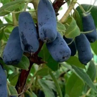 Жимолость съедобная ВОЛХОВА в Жодино