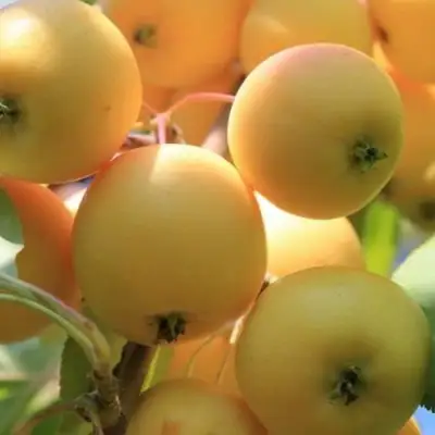 Яблоня УРАЛЬСКОЕ НАЛИВНОЕ в Жодино