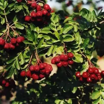 Рябина РУБИНОВАЯ сладкоплодная в Жодино