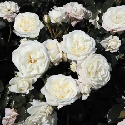 Роза АЛАБАСТЕР флорибунда в Жодино