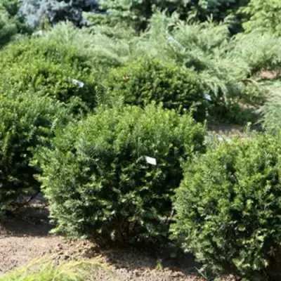 Тис НАНА остроконечный  в Жодино