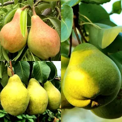 Комплект НАСТОЯЩИЙ ВОСТОРГ в Жодино