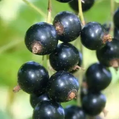 Смородина черная СТРЕЛЕЦ в Жодино