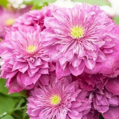 Клематис КАЙЗЕР в Жодино