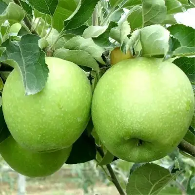 Яблоня РЕНЕТ СИМИРЕНКО в Жодино