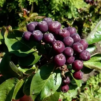 Рябина ЛИКЁРНАЯ сладкоплодная в Жодино