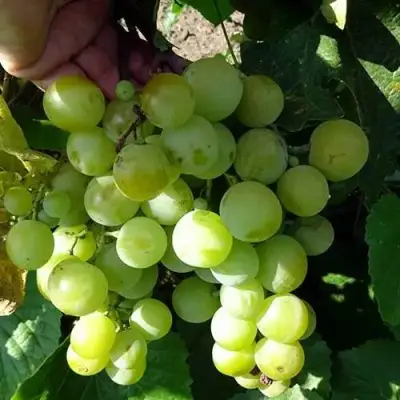 Виноград БАРС в Жодино
