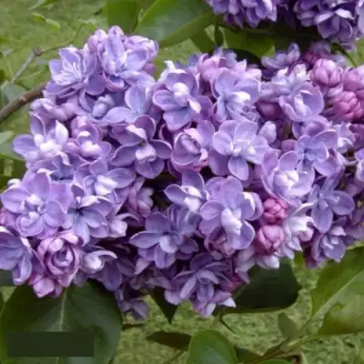 Сирень АМИ ШОТТ в Жодино