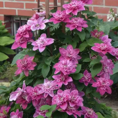 Клематис МАЙ ДАРЛИНГ  в Жодино