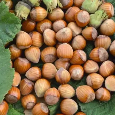 Фундук ТОНДА РОМАНА в Жодино