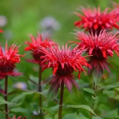 Монарда ПАНОРАМА РЕД в Жодино