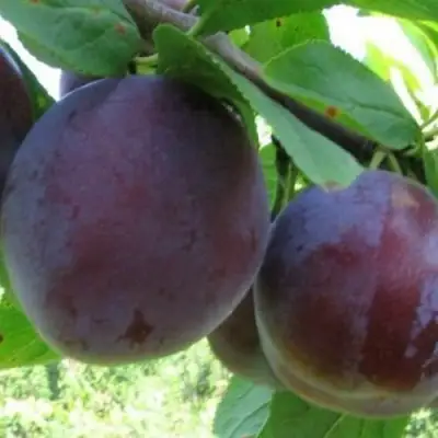 Слива СТАРТОВАЯ в Жодино